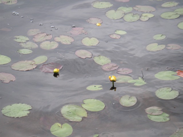 Water lilies at Bourn Pond